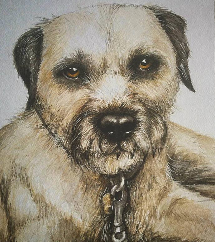 Ted - Border Terrier Watercolour Painting